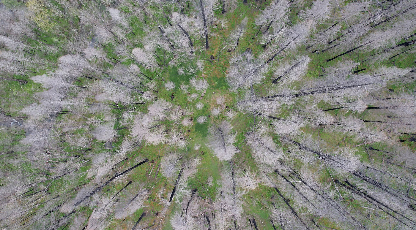 Fire damaged forest from the 2020 Holiday Farm Fire