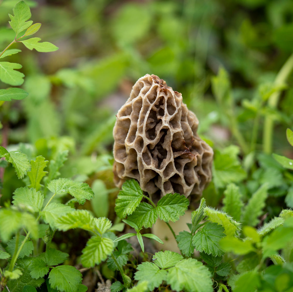 Morel found along the McKenzie River valley