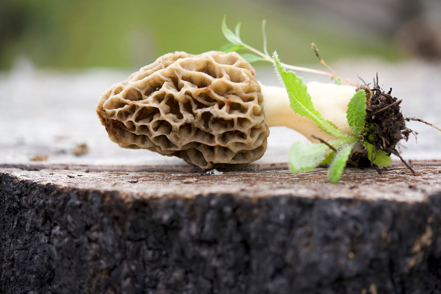 A freshly picked morel