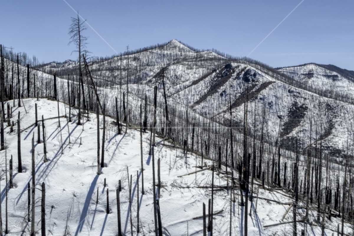 Skiing the Burn